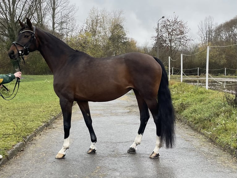 Westfale Stute 11 Jahre 168 cm Brauner in Jena