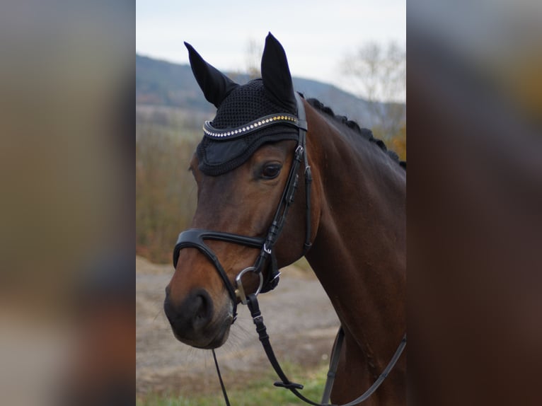 Westfale Stute 11 Jahre 168 cm Brauner in Jena