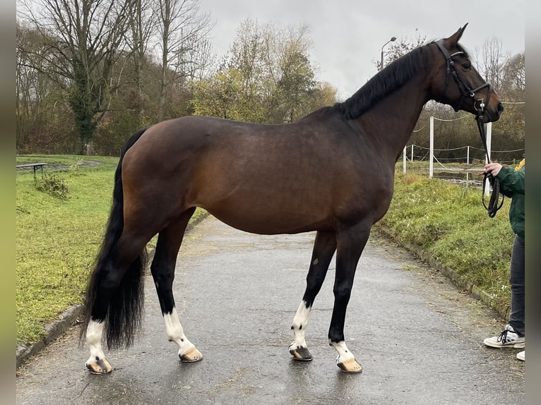 Westfale Stute 11 Jahre 168 cm Brauner in Jena