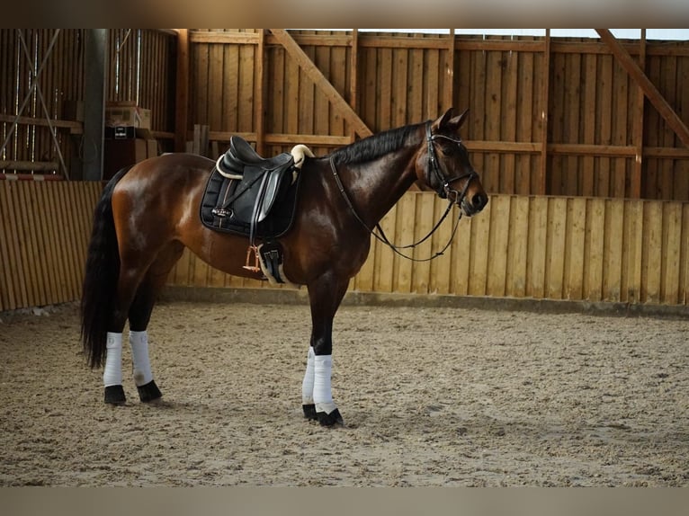 Westfale Stute 11 Jahre 168 cm Brauner in Jena
