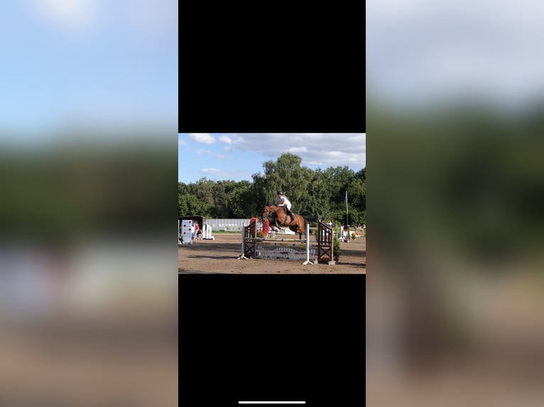 Westfale Stute 11 Jahre 168 cm Brauner in Grevenbroich
