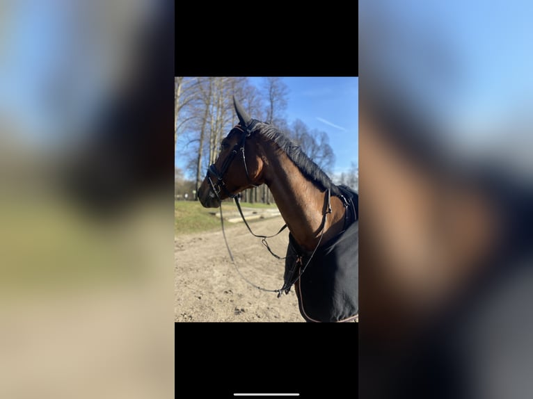 Westfale Stute 11 Jahre 168 cm Brauner in Grevenbroich