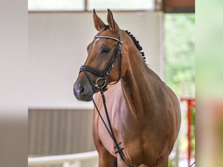 Westfale Stute 11 Jahre 168 cm Brauner in Mnster-Handorf