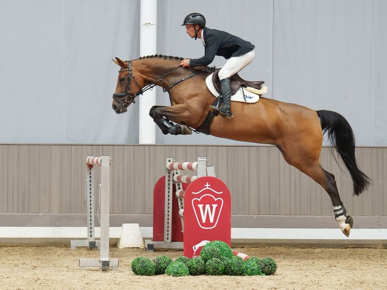 Westfale Stute 11 Jahre 168 cm Brauner in Mnster-Handorf