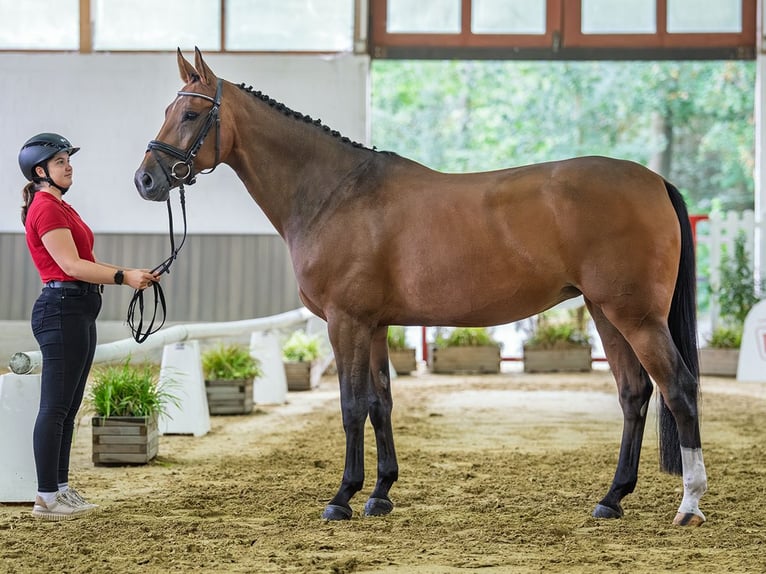 Westfale Stute 11 Jahre 168 cm Brauner in Mnster-Handorf