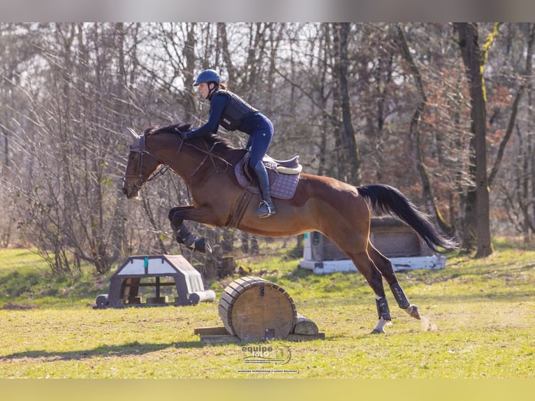 Westfale Stute 11 Jahre 168 cm Brauner in Gelsenkirchen