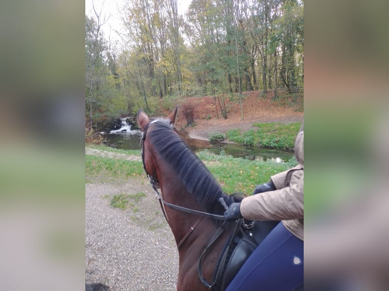 Westfale Stute 11 Jahre 168 cm Brauner in Gelsenkirchen