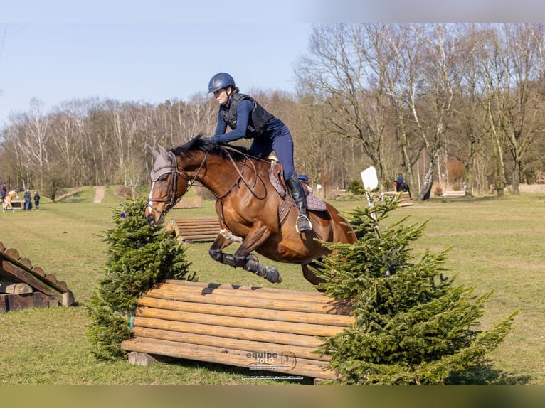 Westfale Stute 11 Jahre 168 cm Brauner in Gelsenkirchen