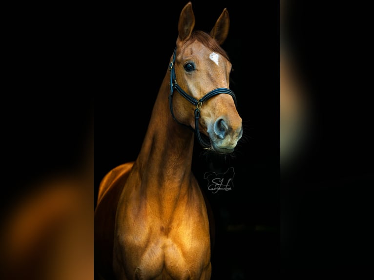 Westfale Stute 11 Jahre 168 cm Fuchs in Passau