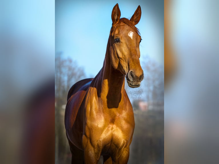 Westfale Stute 11 Jahre 168 cm Fuchs in Passau