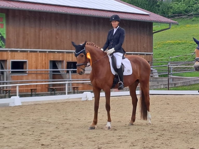 Westfale Stute 11 Jahre 168 cm Fuchs in Passau