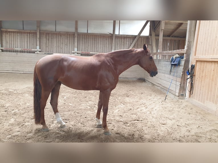 Westfale Stute 11 Jahre 168 cm Fuchs in Passau