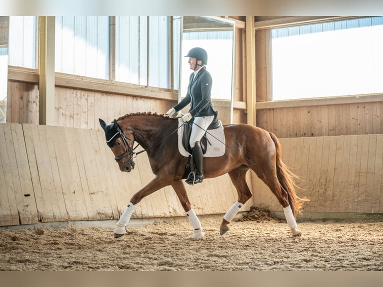 Westfale Stute 11 Jahre 168 cm Fuchs in Passau