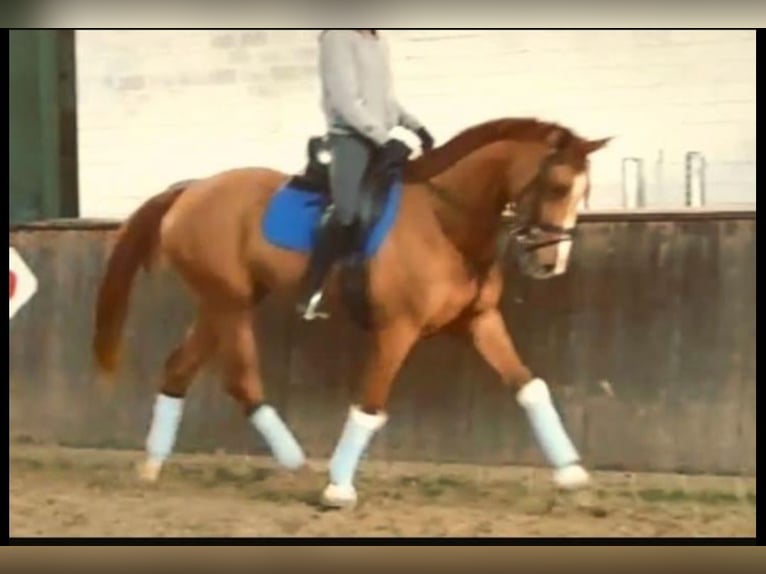 Westfale Stute 11 Jahre 168 cm Fuchs in Ehingen an der Donau