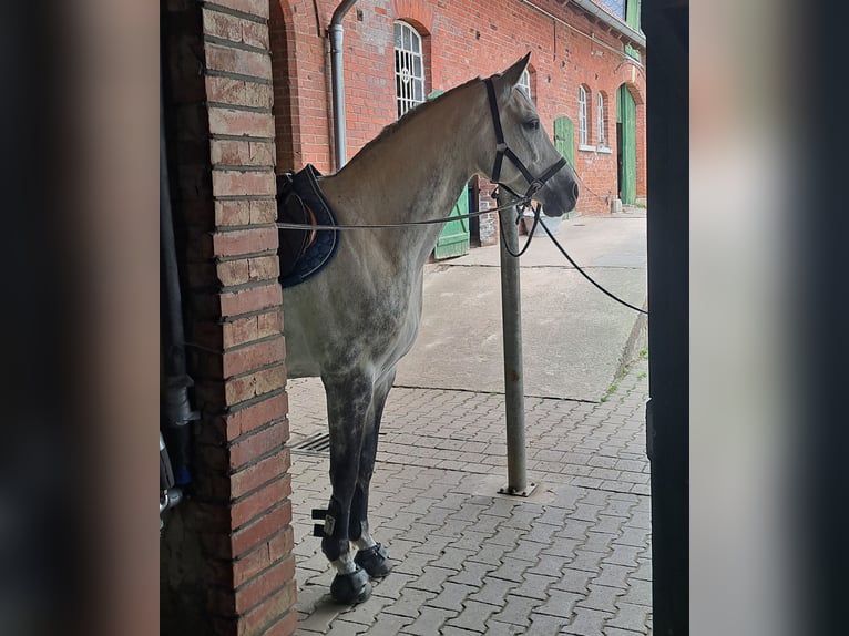 Westfale Stute 11 Jahre 168 cm Schimmel in Porta Westfalica
