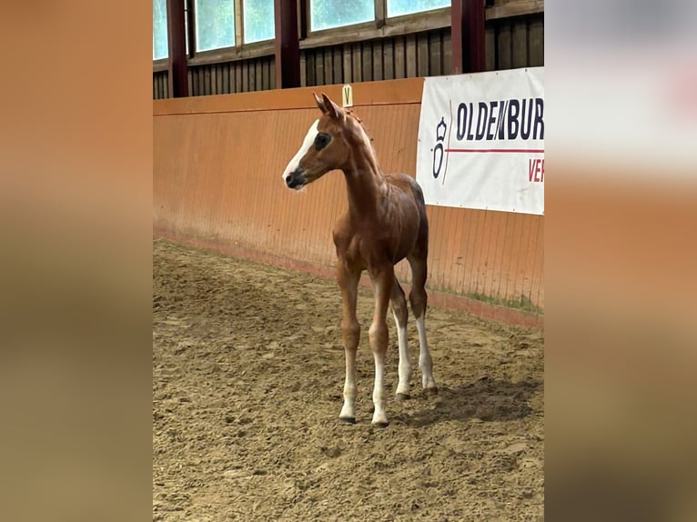 Westfale Stute 11 Jahre 169 cm Dunkelbrauner in Vechta