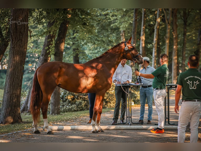 Westfale Stute 11 Jahre 169 cm Dunkelbrauner in Vechta