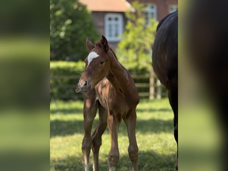 Westfale Stute 11 Jahre 169 cm Dunkelbrauner in Vechta