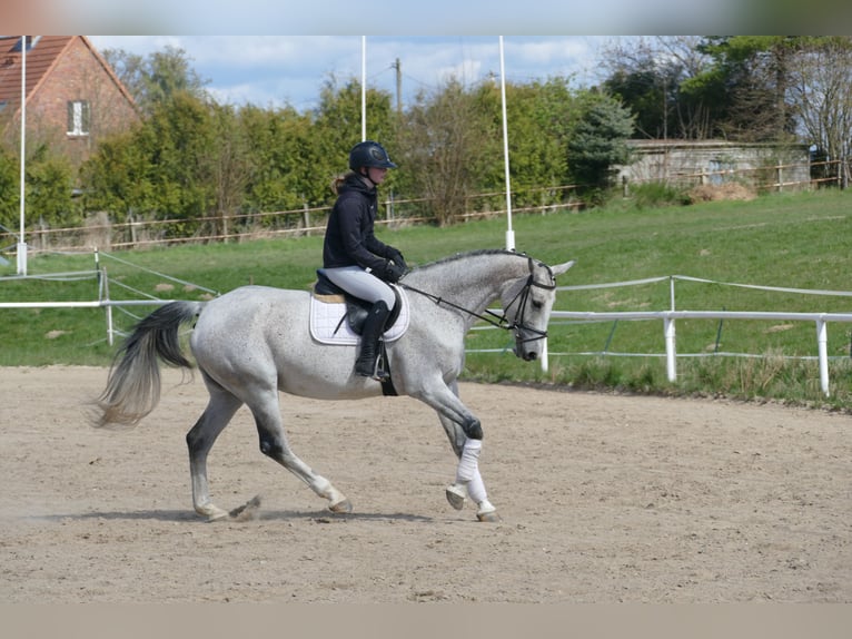Westfale Stute 11 Jahre 169 cm Schimmel in Ganschow