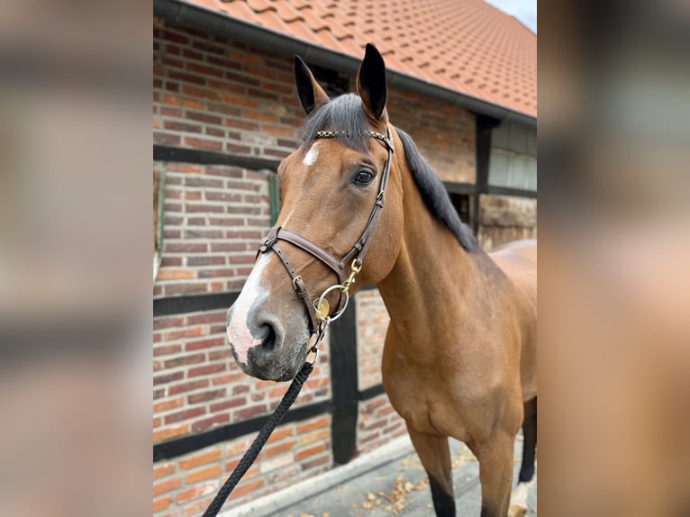 Westfale Stute 11 Jahre 170 cm Brauner in Horstmar Westfale Stute 11 Jahre 170 cm Brauner in Horstmar
