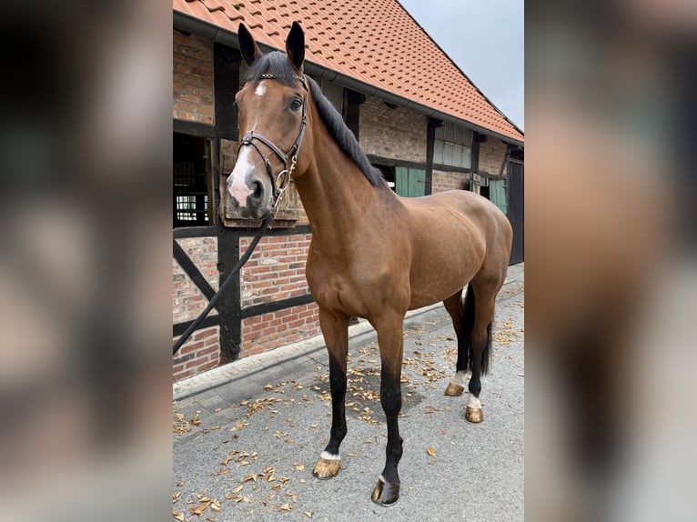 Westfale Stute 11 Jahre 170 cm Brauner in Horstmar Westfale Stute 11 Jahre 170 cm Brauner in Horstmar
