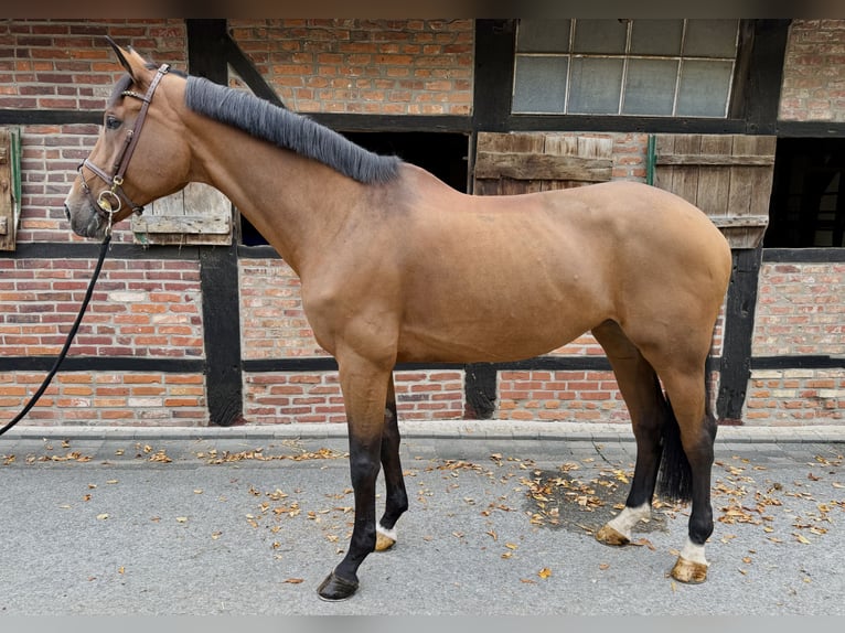 Westfale Stute 11 Jahre 170 cm Brauner in Horstmar Westfale Stute 11 Jahre 170 cm Brauner in Horstmar