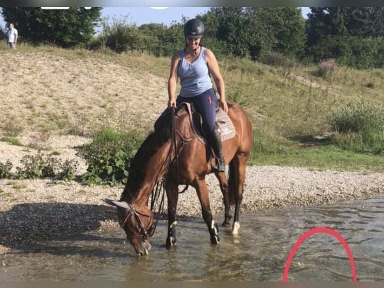 Westfale Stute 11 Jahre 170 cm Brauner in Karlsfeld