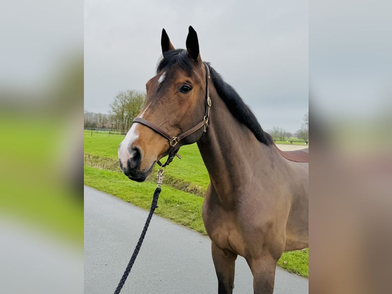 Westfale Stute 11 Jahre 170 cm Brauner in Altenberge
