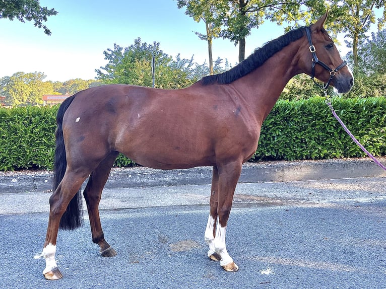 Westfale Stute 11 Jahre 170 cm Fuchs in Legden