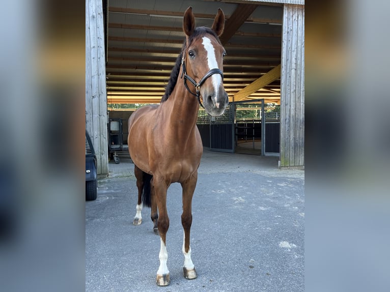 Westfale Stute 11 Jahre 170 cm Fuchs in Legden