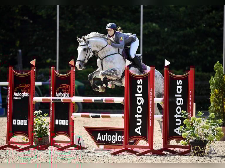 Westfale Stute 11 Jahre 170 cm in Ochtrup