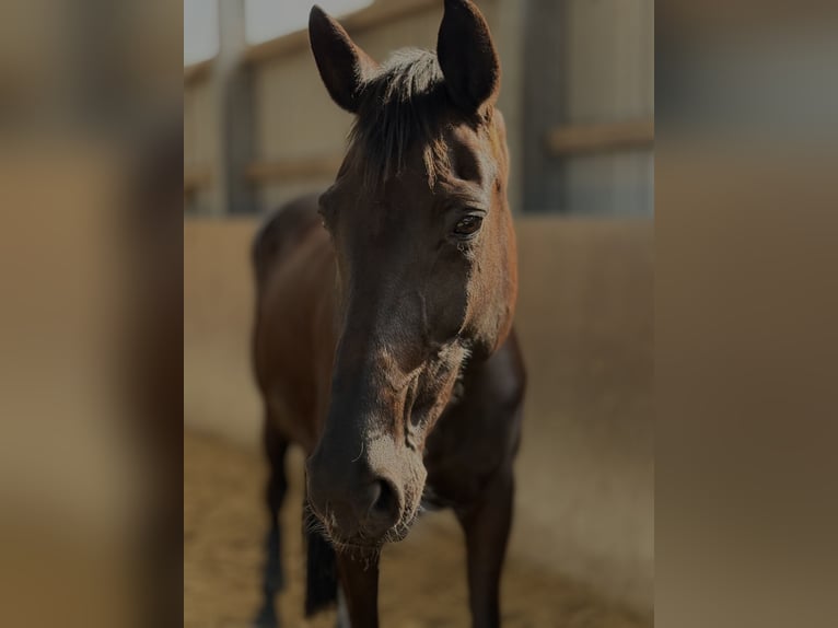 Westfale Stute 11 Jahre 171 cm Rappe in Viersen
