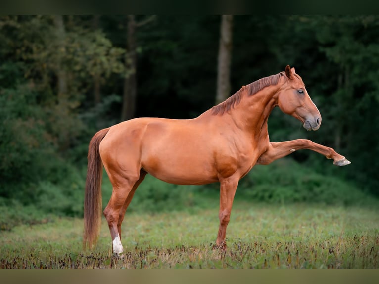 Westfale Stute 11 Jahre 172 cm Fuchs in Schwäbisch Hall