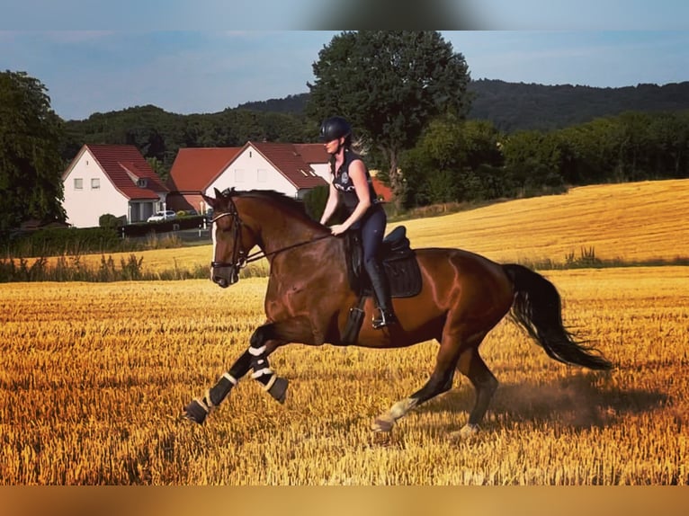 Westfale Stute 11 Jahre 173 cm Brauner in Greven