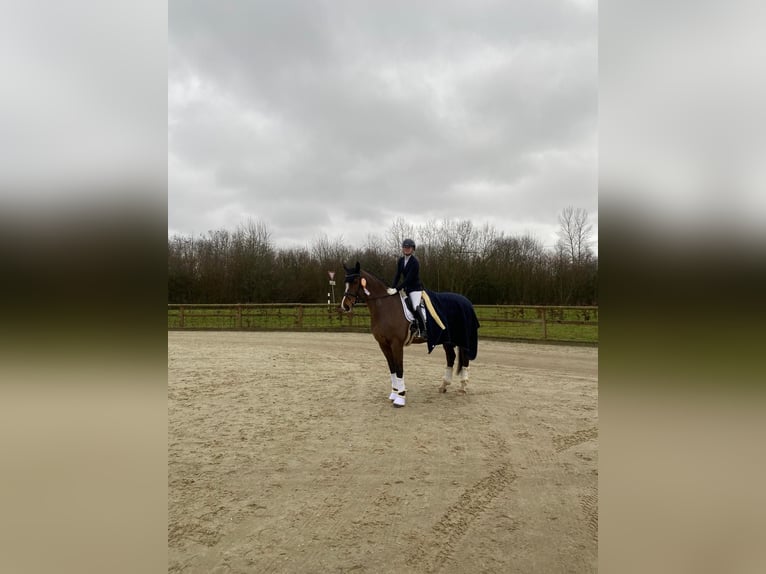 Westfale Stute 11 Jahre 173 cm Brauner in Greven