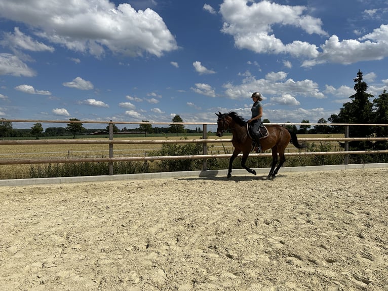 Westfale Stute 11 Jahre 173 cm Brauner in Wadersloh