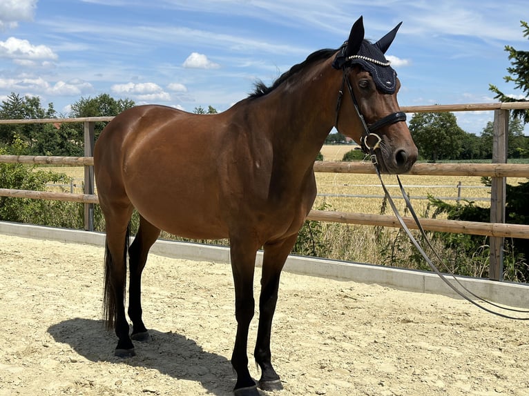 Westfale Stute 11 Jahre 173 cm Brauner in Wadersloh