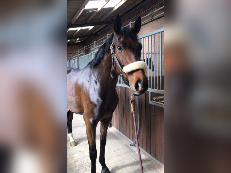 Westfale Stute 11 Jahre 173 cm Brauner in Münster