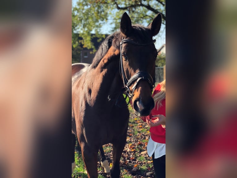 Westfale Stute 11 Jahre 173 cm Brauner in Münster