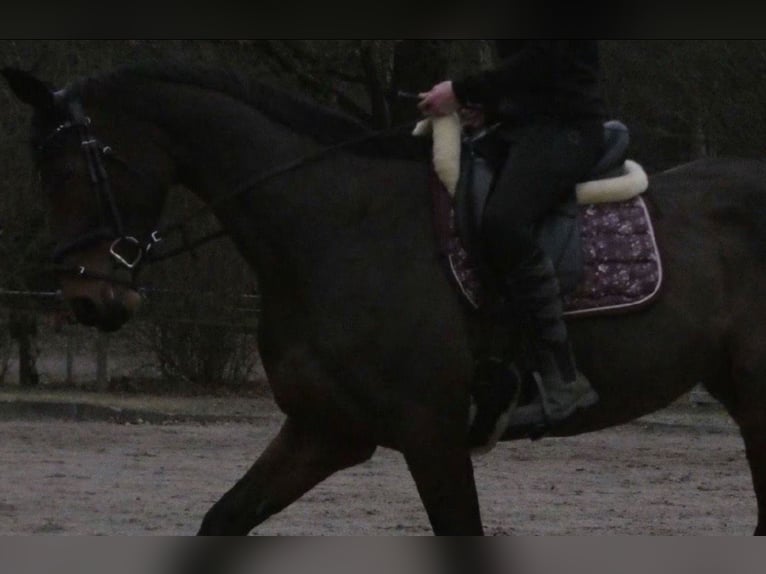 Westfale Stute 11 Jahre 175 cm Brauner in Wedel
