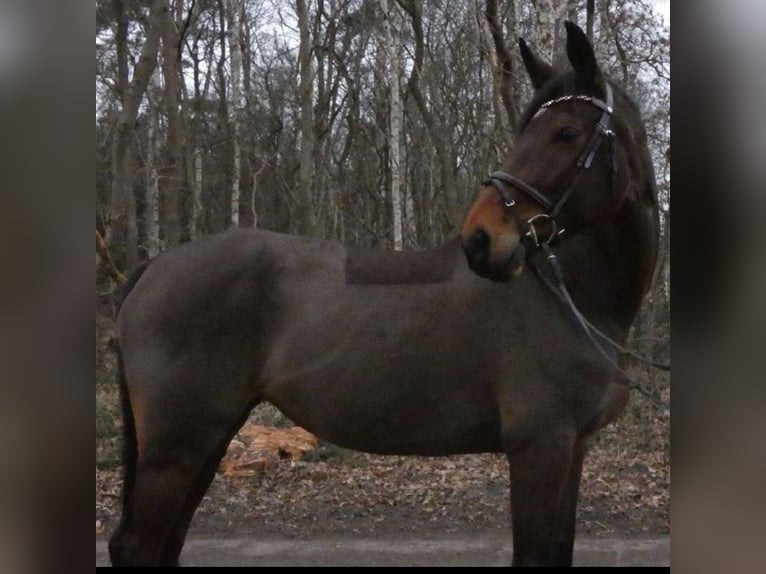 Westfale Stute 11 Jahre 175 cm Brauner in Wedel