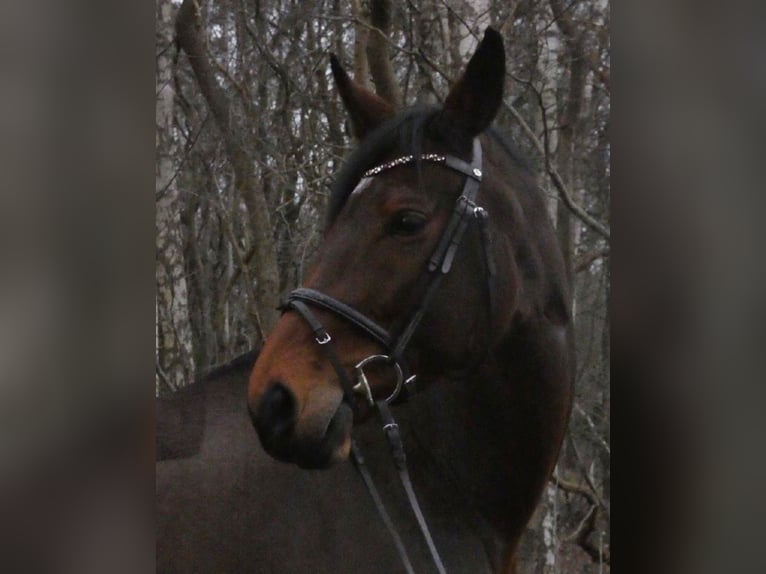 Westfale Stute 11 Jahre 175 cm Brauner in Wedel