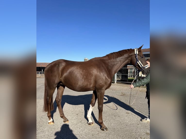 Westfale Stute 11 Jahre 175 cm Dunkelfuchs in Butjadingen