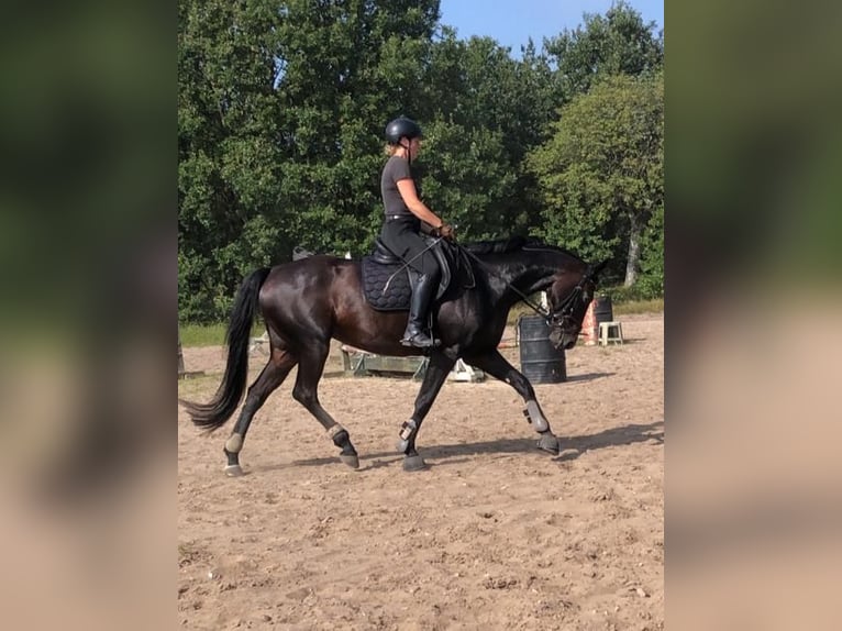 Westfale Stute 11 Jahre Brauner in Bordelum