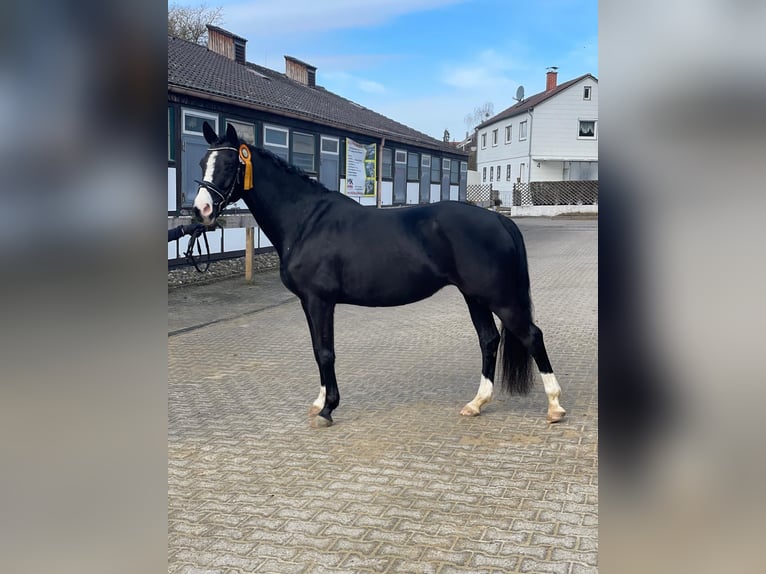 Westfale Stute 12 Jahre 154 cm Rappe in Untergruppenbach
