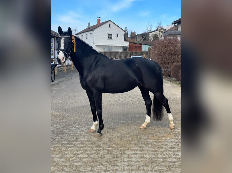 Westfale Stute 12 Jahre 154 cm Rappe in Untergruppenbach
