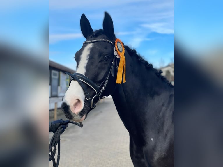 Westfale Stute 12 Jahre 154 cm Rappe in Untergruppenbach