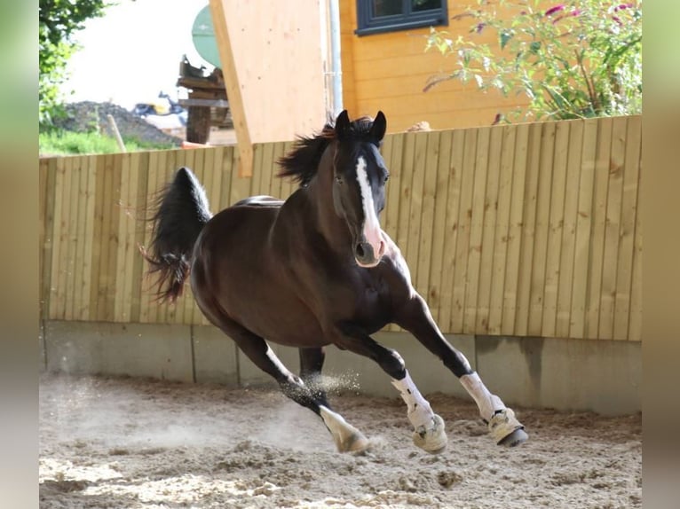 Westfale Stute 12 Jahre 154 cm Rappe in Untergruppenbach