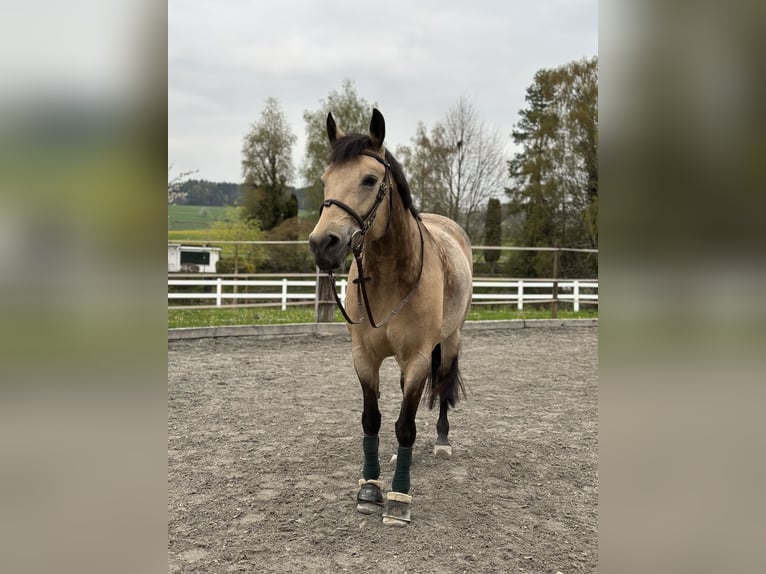 Westfale Stute 12 Jahre 155 cm Buckskin in Thundorf TG