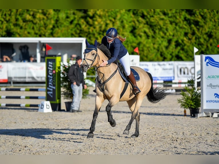 Westfale Stute 12 Jahre 155 cm Buckskin in Thundorf TG
